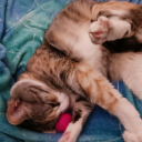 icecoffeekisses avatar