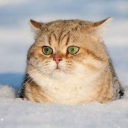 icecold-dreamland avatar