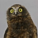 icedhoneylemonsoda avatar