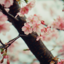 icequeencometh avatar