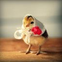 icequeenfrostinee avatar