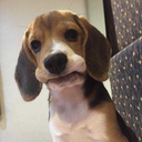 icerdepilepsi avatar