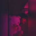 icewizardsblog avatar