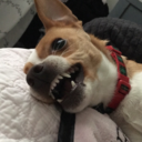 iceywolfheart avatar