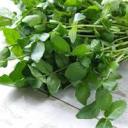 ichessekresse avatar