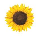 ichigo-hinode avatar