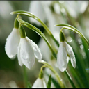 icimdekipariltii avatar