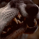 ickydoggieboy avatar