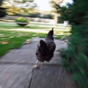 iconiclubricant avatar