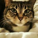 icouldbeagiraffe avatar