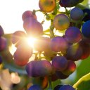 icouldmarryham avatar