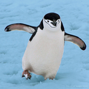 icybluepenguin avatar