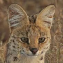 id-servals-in-posts avatar
