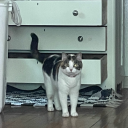 idaapplebroog avatar