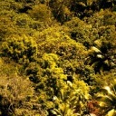 idancethemacarenainthedevilslair avatar