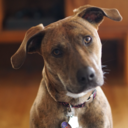 idealistic-gallivant avatar