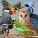 identifying-birds-in-postss avatar