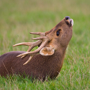 identifying-deer-in-posts avatar