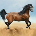 identifying-horses-in-posts avatar