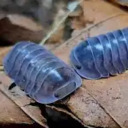 identifying-isopods-in-posts avatar