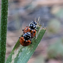 identifying-ladybugs-in-posts avatar