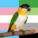 identifying-parrots avatar