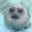 identifying-seals-in-posts avatar