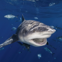 identifying-sharks avatar