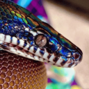 identifying-snakes-in-posts avatar