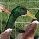 identifyingbreedsinposts avatar