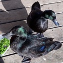 identifytheseducks avatar