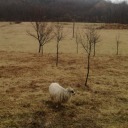 ideservesunflowers avatar