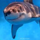 idiot-in-the-walls avatar