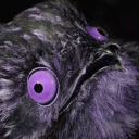 idiotreblogger avatar