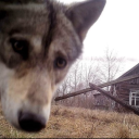 idiotwerewolf avatar