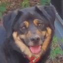 idiotwithnolife avatar