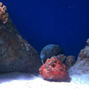 idk-why-im-here-can-someone-help avatar