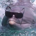 idkimadolphinn avatar