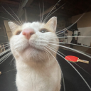 idkwhatiamdoingever avatar