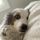 idliketodateabritishboy avatar