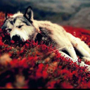 idolsakalifesaver avatar