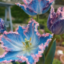 idontlikeschool avatar