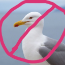 idontlikeseagulls avatar