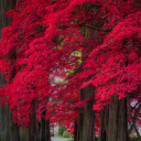 idranktheblood avatar