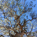 idreamblueish avatar