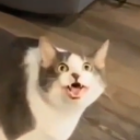 idreamonpaper avatar