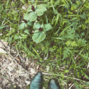 idylldandyarts avatar