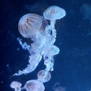 ieatangstbcitsfun avatar