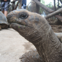 ifanybodyeverhadaheart-blog avatar