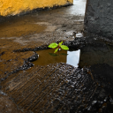 ifitisnotayesitisprobablyano avatar